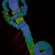 Illustration for article titled The Alien and Eerie Beauty of the Year's Best Microscopic Photos